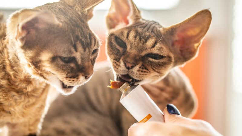 Why Organic Cat Treats Is Best for Your Cat