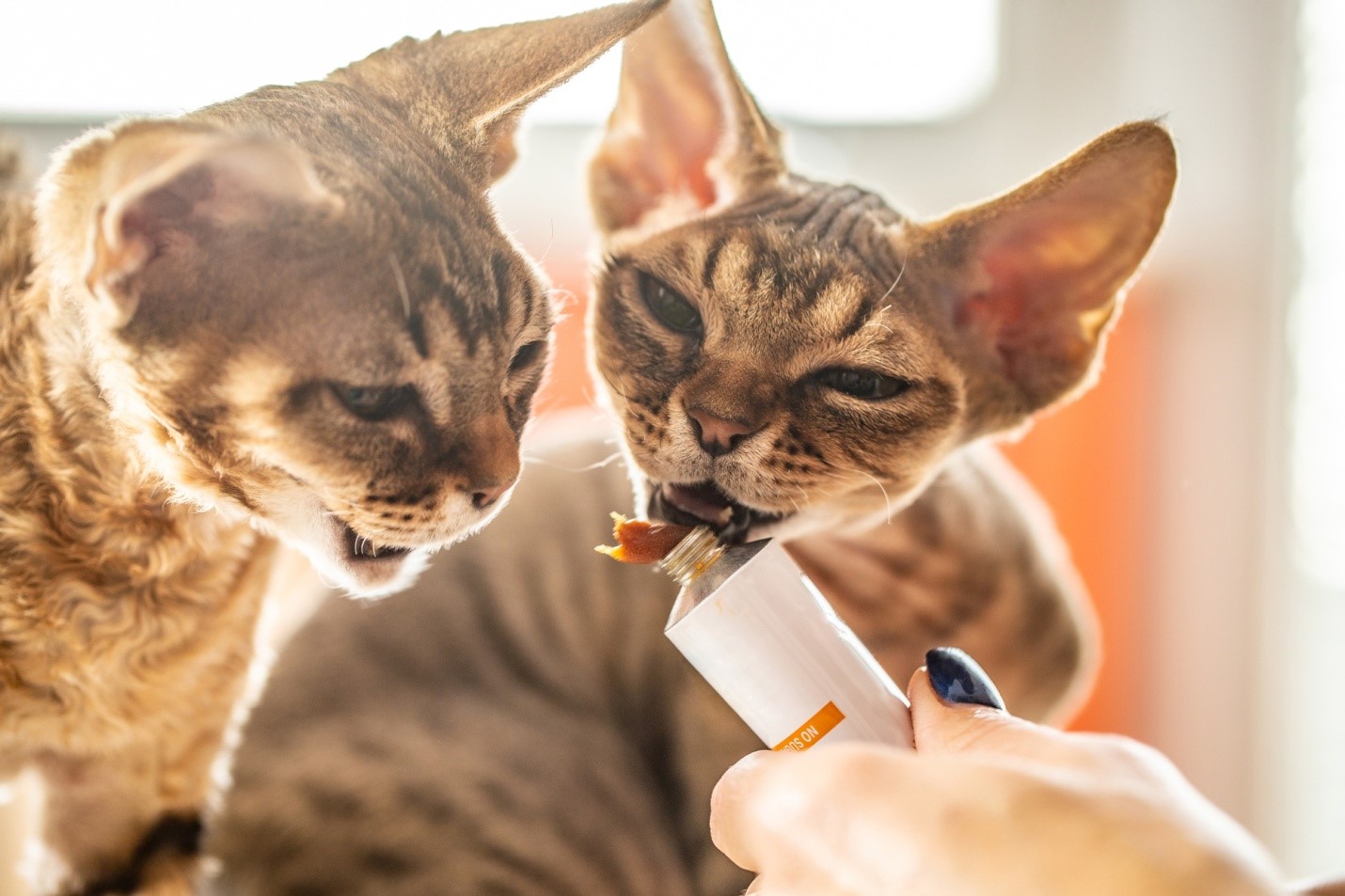 Why Organic Cat Treats Is Best for Your Cat